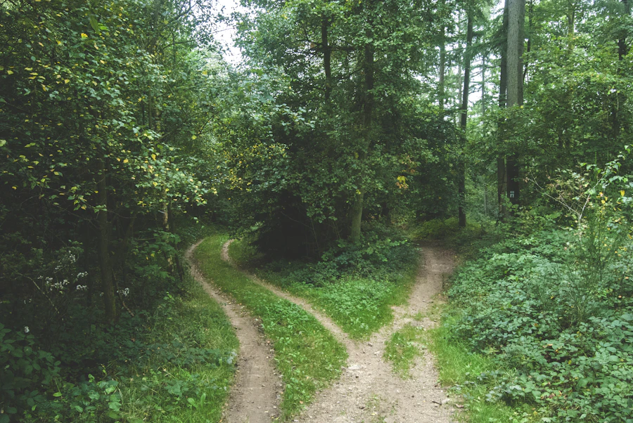 A path through the woods splitting into two